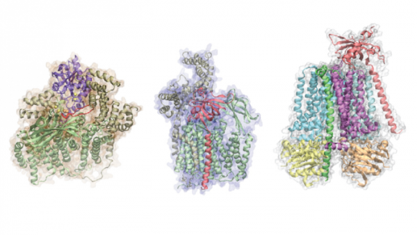 Protein shapes and complexes in a 2D iteration 