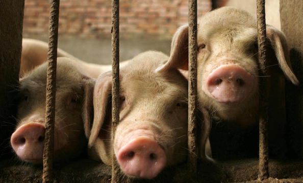 New Superbug Transfers From Pig To Human—Experts Reveal Alarming Details About This Disease 