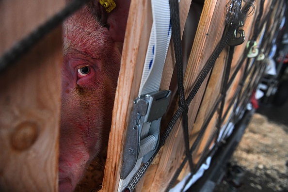 New Superbug Transfers From Pig To Human—Experts Reveal Alarming Details About This Disease 