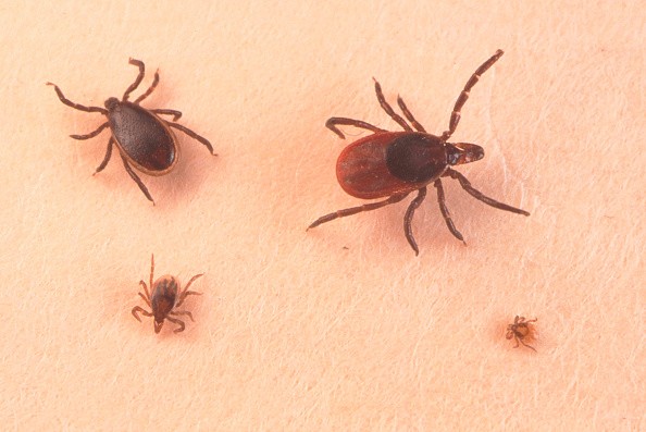 US Experts Now Concern About Ticks as They Carry New Deadly Diseases! Here's How To Avoid Them 