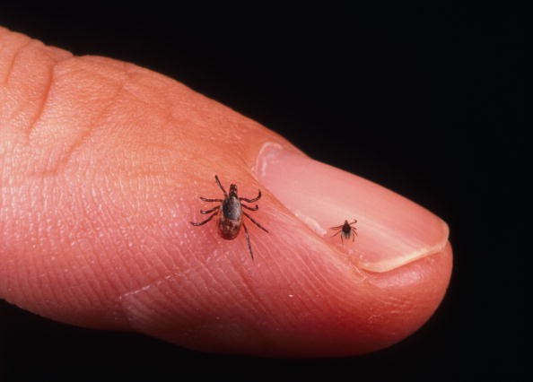 US Experts Now Concern About Ticks as They Carry New Deadly Diseases! Here's How To Avoid Them 