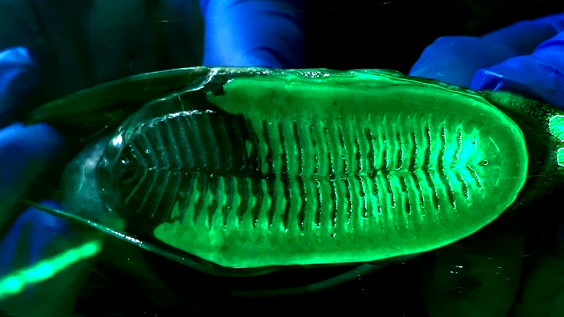 Aerial-aquatic drone's sophisticated suction membrane devised from a suckerfish. 