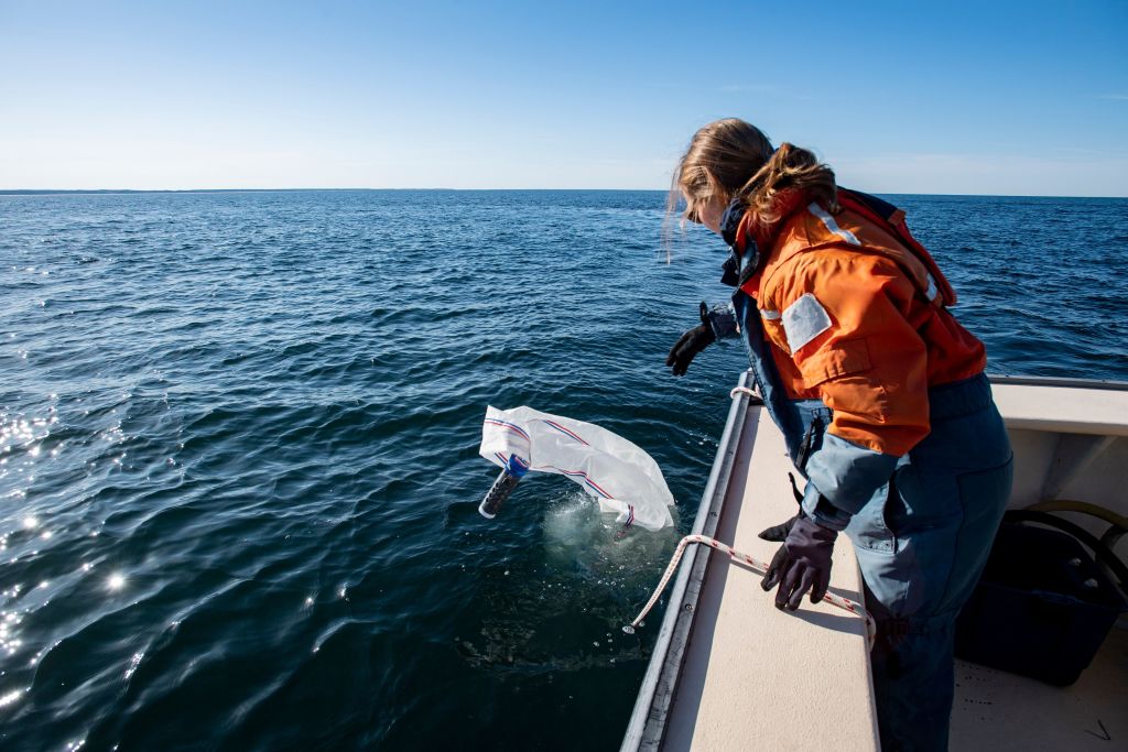 Researchers Develop Robotic Buoys to Protect Whales From Colliding with Ships