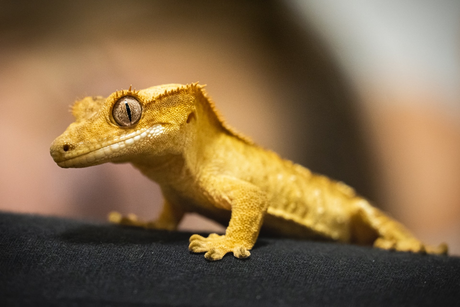 Machine Learning Predicts ‘More Reptiles’ At Risk of Extinction