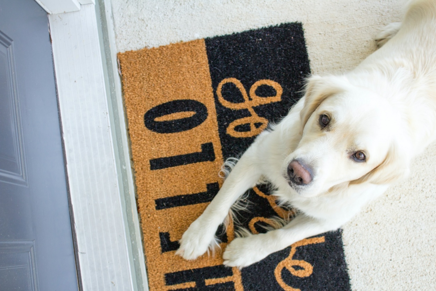 Facial Recognition in Smart Pet Door: AI-Powered System Keeps Critters Away