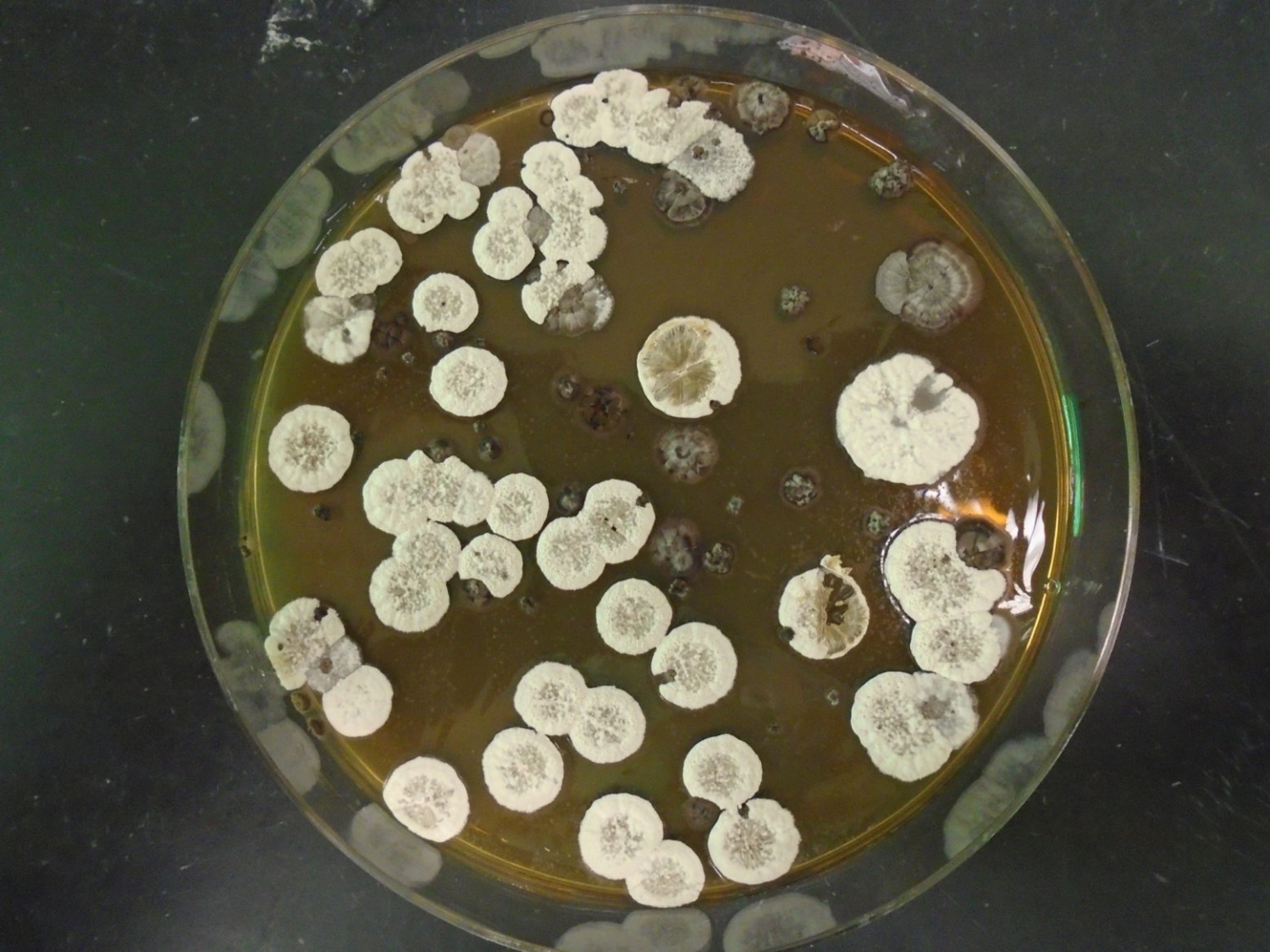 Biofuel from Bacteria