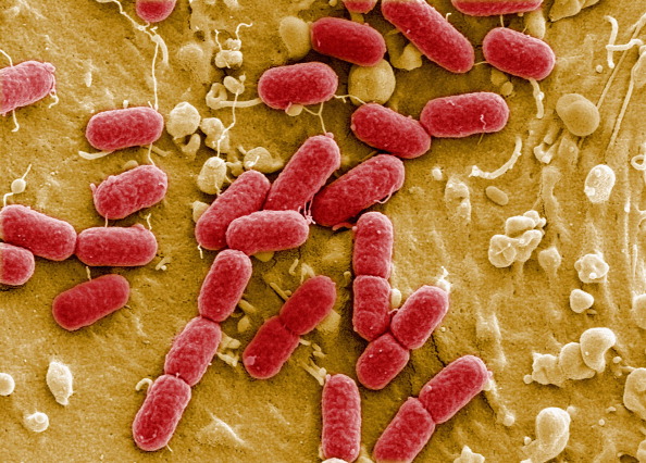 疾控中心证实美国存在致命细菌!密西西比州发现两例病例