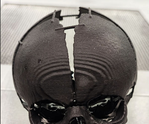3D Printed Skull of a Newborn