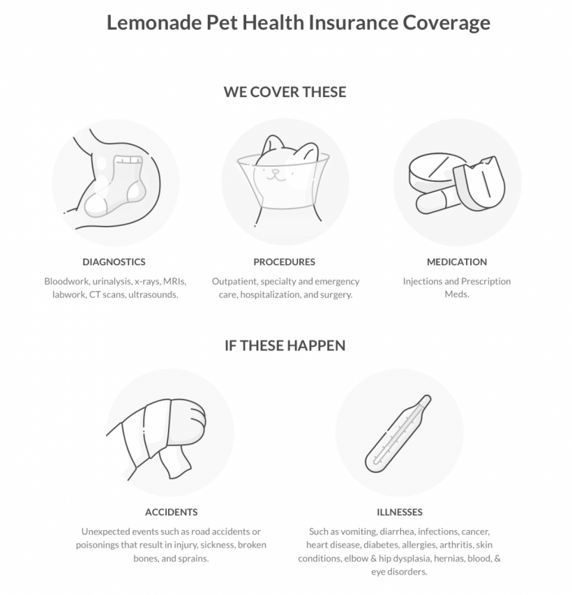 Lemonade Pet Insurance Coverage