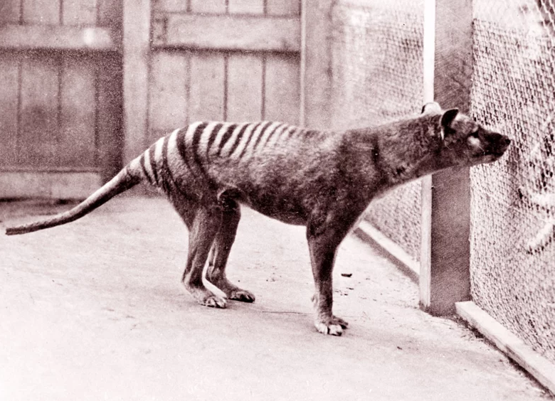 Now extinct, Tasmanian Tiger (thylacine) 1933