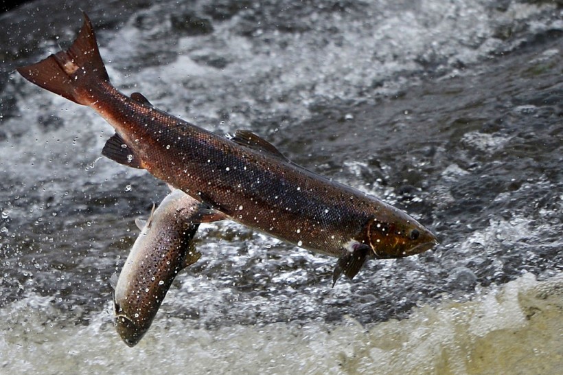Salmon Return Upstream From The Atlantic To Spawn In Scottish Rivers