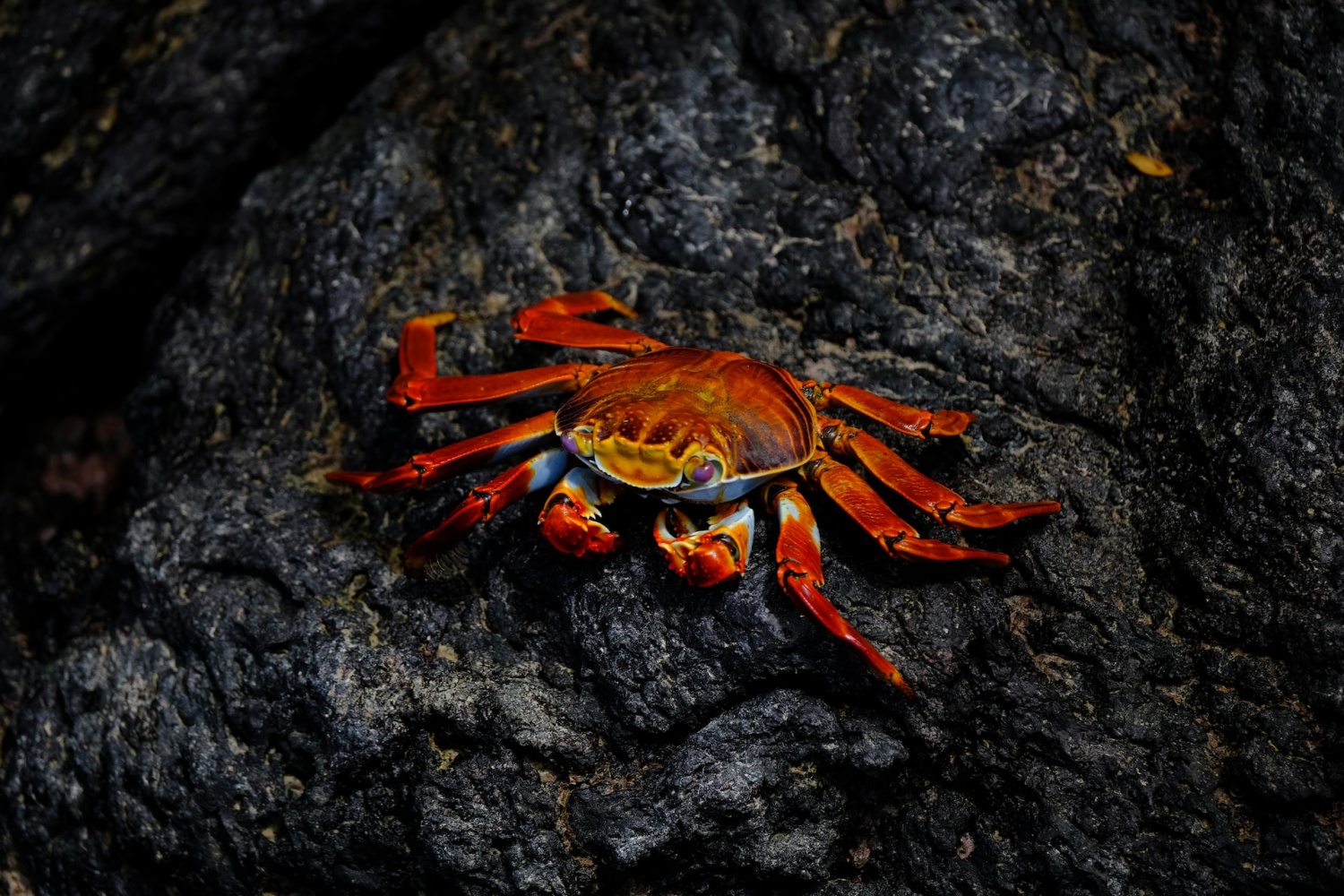 Crab and lobster shells could be used to make renewable batteries