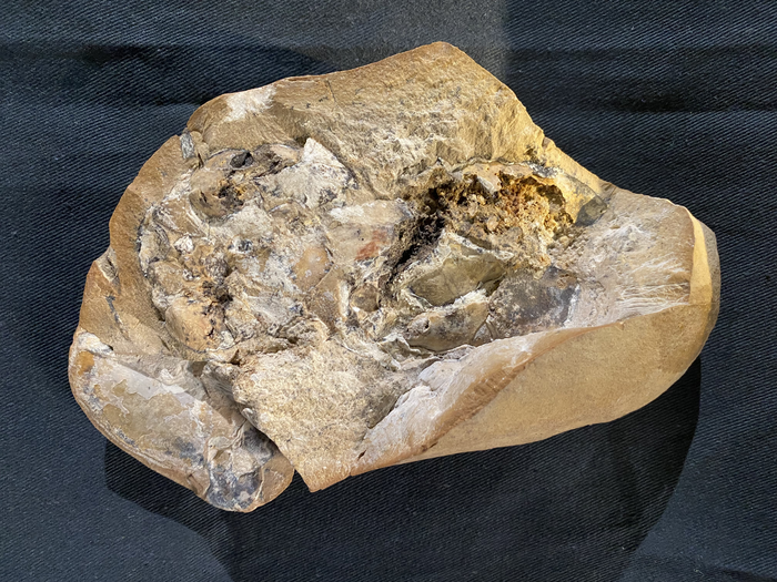 The 380-million-year old heart fossil (IMAGE)
