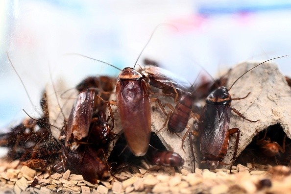 New AI-Powered Laser System as Cockroach Pest Control! Is This Safe for Public Use? 