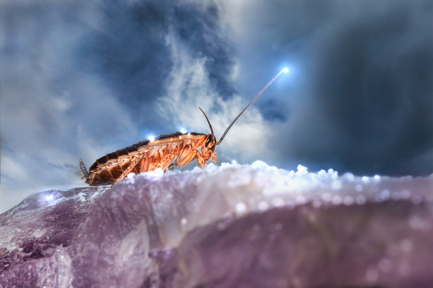 Robot Laser Programmed to Zap Cockroaches Over a Meter Away: The Ultimate Pest Control?