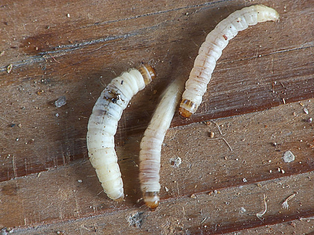 File:Achroia grisella caterpillars kleine wasmot rupsen (1).jpg