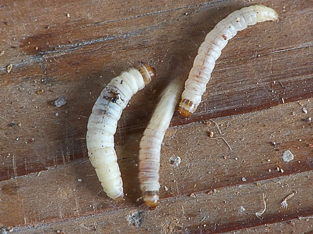 File:Achroia grisella caterpillars kleine wasmot rupsen (1).jpg