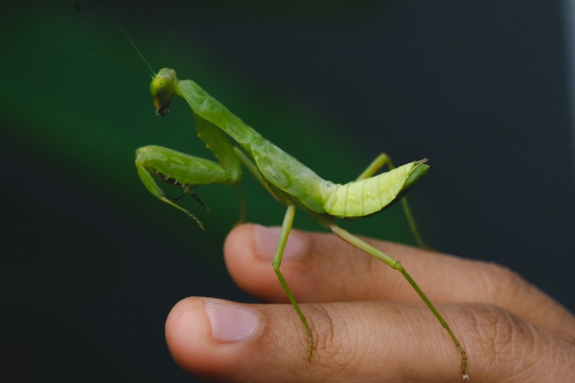 Insect praying mantis