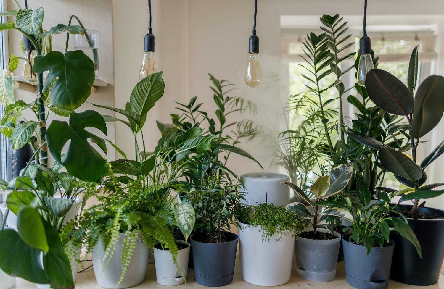 This Houseplant Can Clean the Air Better than Air Purifiers | Tech Times