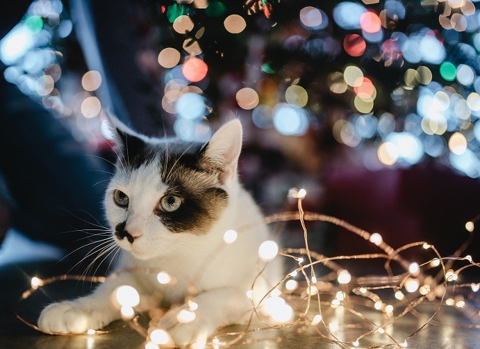 Holiday Cat