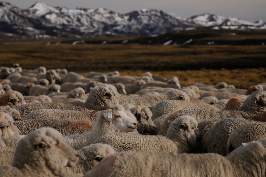 ARGENTINA-FARMING-LIVESTOCK-TRANSHUMANCE