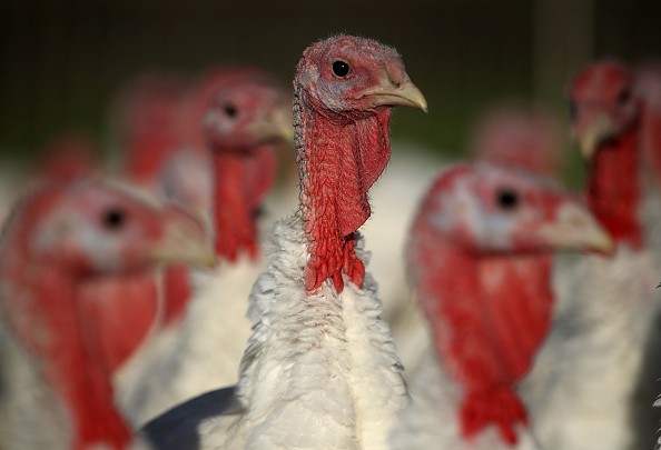 [VIRAL] Frozen Turkey Explosion; Here's Why It Happens—Videos Trending Online!