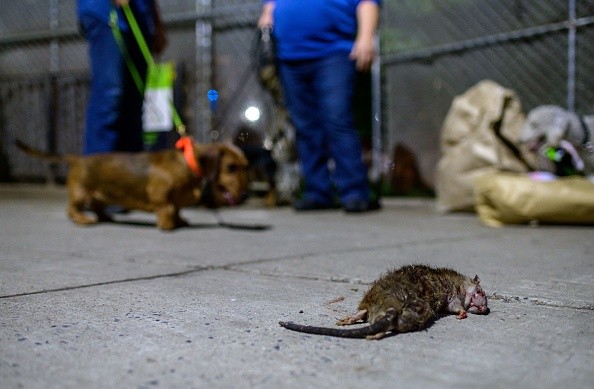 COVID-19突变在纽约发现老鼠;这些啮齿动物感染人类吗?官员分享问题