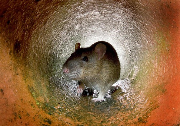 COVID-19突变在纽约发现老鼠;这些啮齿动物感染人类吗?官员分享问题