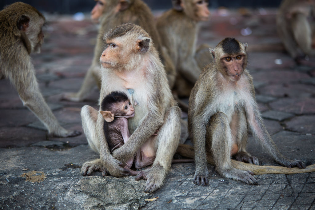 Lopburi Holds Monkey Festival