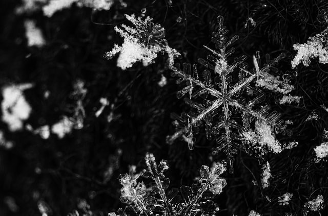 Snowflake Bentley's Snow Crystals Photomicrographs Digitized by National History Museum!