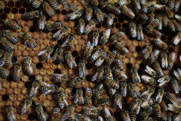 佛罗里达州重要的蜜蜂种群在9月飓风伊恩之后遭受重创