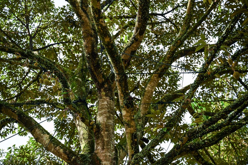 MALAYSIA-AGRICULTURE-FOOD-TECHNOLOGY-DURIAN