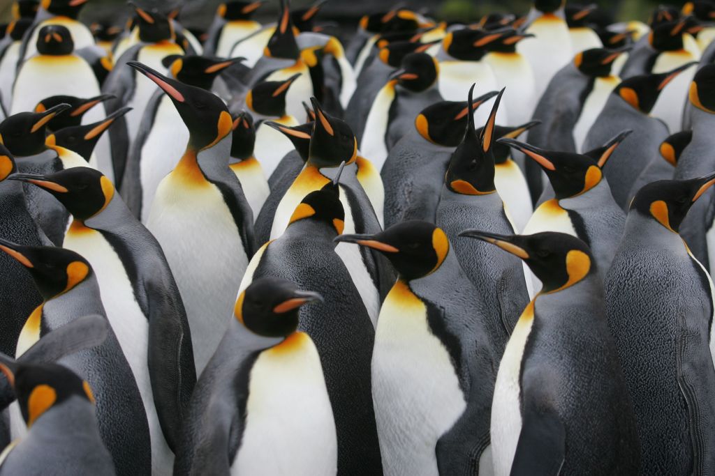 利用卫星图像在南极洲西部发现了1000只新的帝企鹅群落
