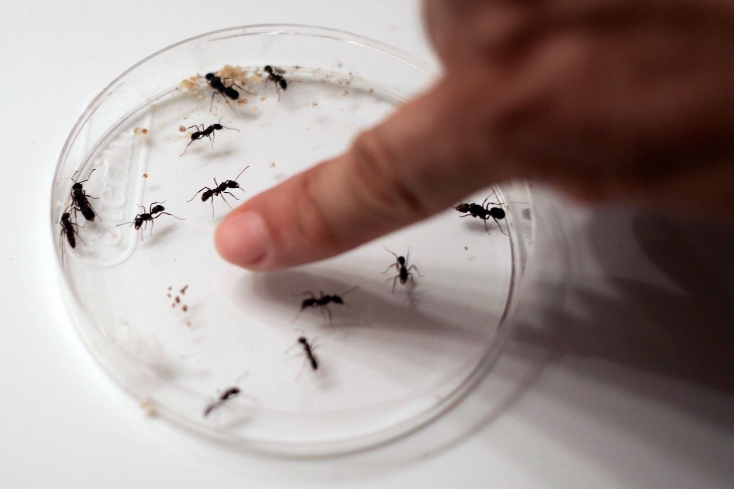 Ants Detect Cancer Tumors Through Smelling Patients' Urine | Tech Times
