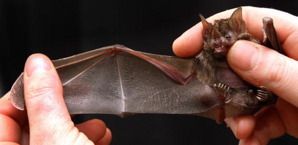 Bat-Like Robots Could Soon Help Find Lost People, Thanks to Echolocation System