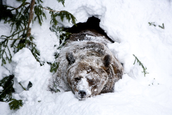 Palle-Jooseppi，一只雄性棕熊