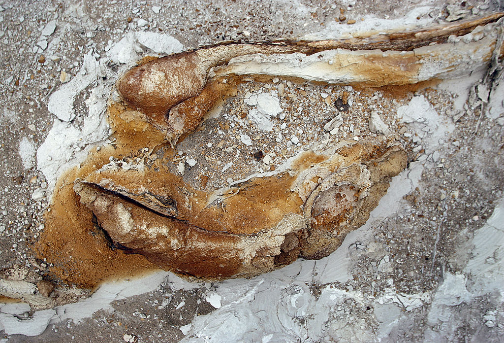 Archaeologists Unearth 3,500-year-old Ice Skates Made of Animal Bone