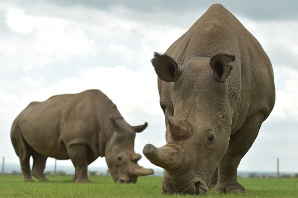 Artificial Insemination Helps White Rhinos Avoid Extinction! Here are Fun Facts About Rhinoceros