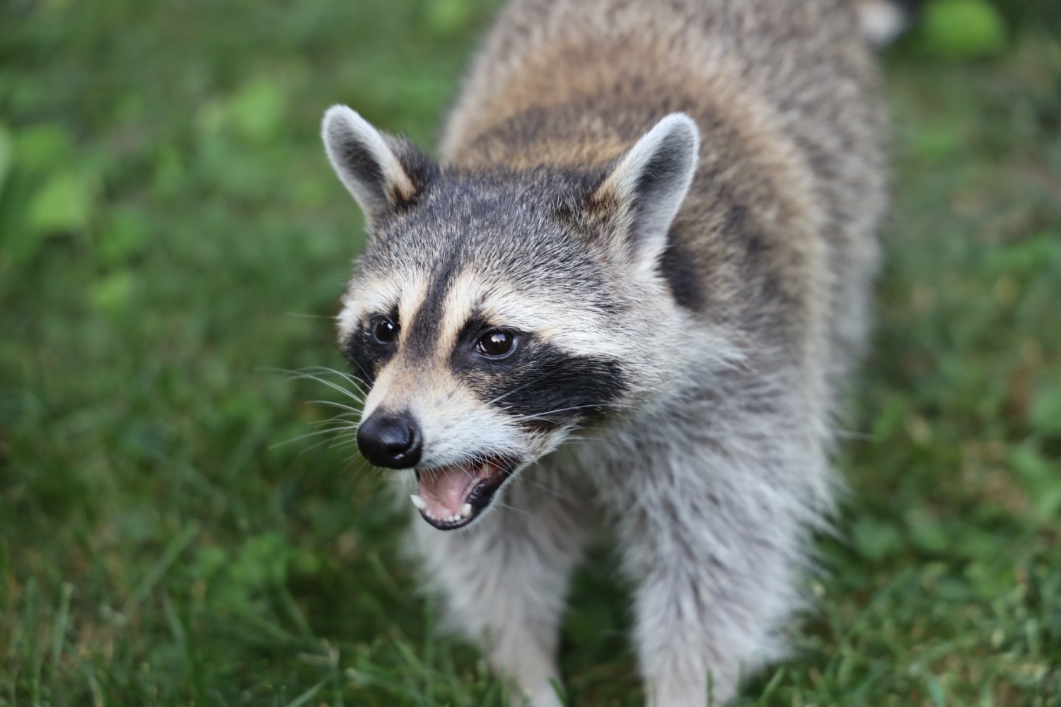 Racoon dogs