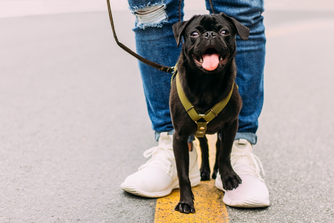 Research Links Leashed Dogs to Brain Injury Among Dog Walkers