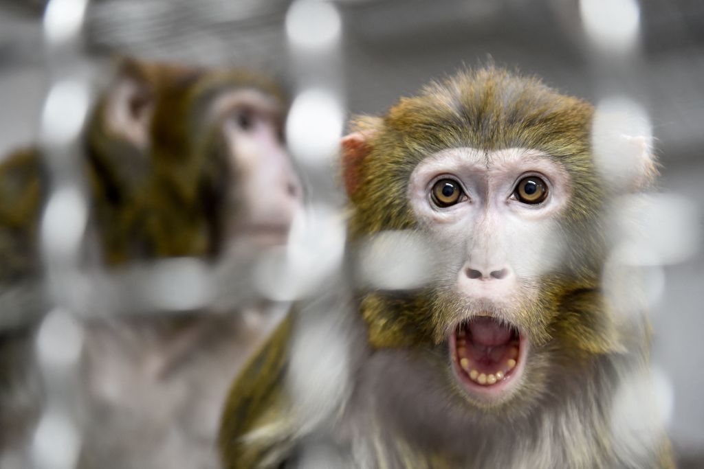 China Completes World's First Brain-Computer Interface Experiment on Monkey!
