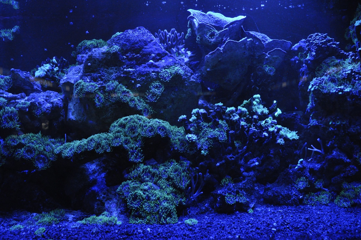 Coral Reef Sea Blue