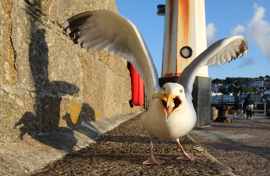 New Research Reveals How Gulls Developed a Taste for Human-Touched Food