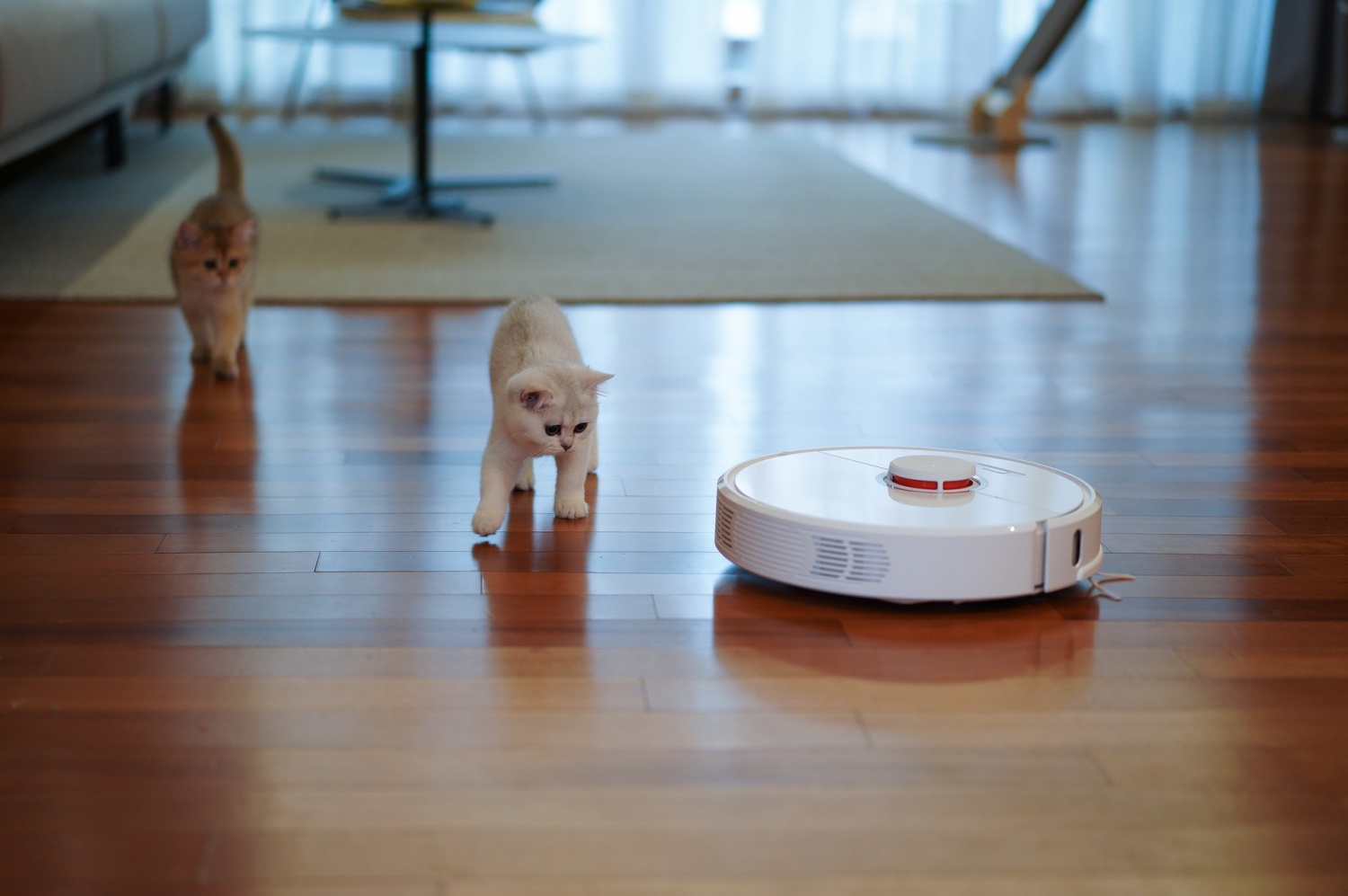 Should You Buy a Cordless Vacuum or a Robot Vacuum? Here Are the Pros and Cons