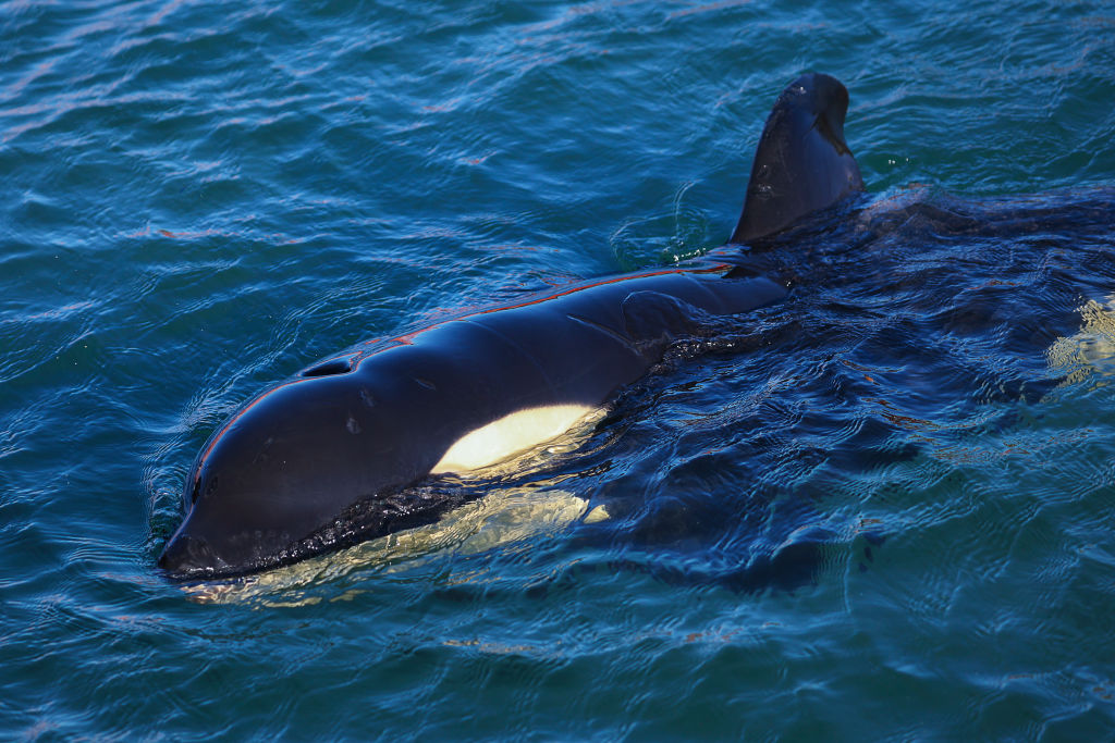 Killer Whales Wreck British Sailor's Yacht; Authorities Take Action on Orca Attacks