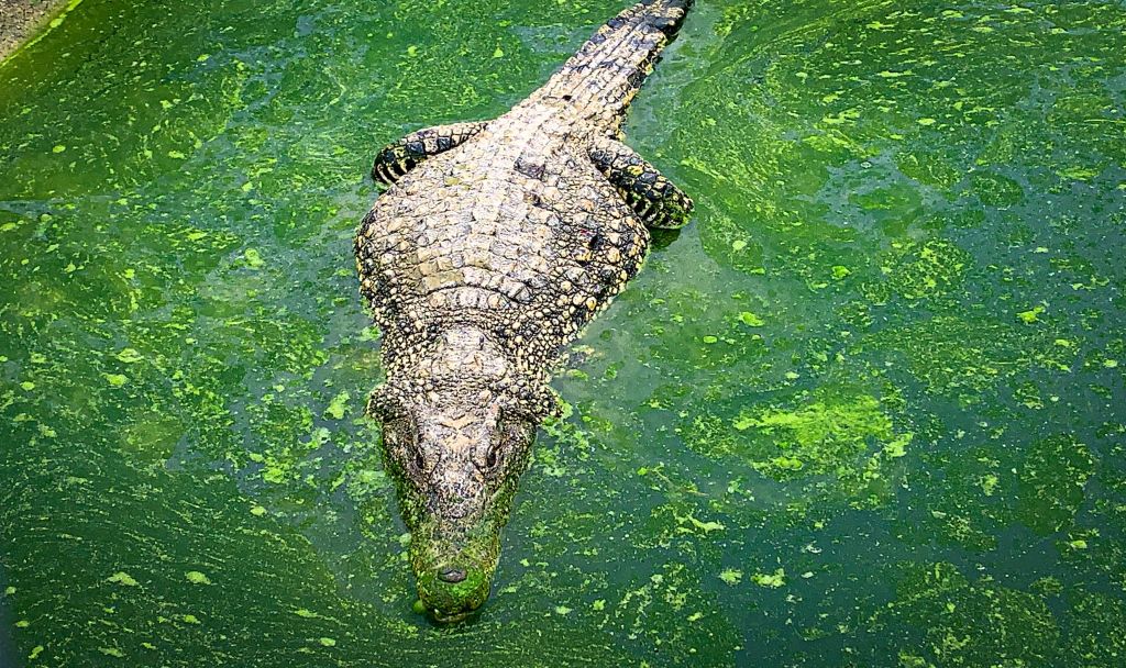 Crocodile Exhibits 'Virgin Birth' in Costa Rican Zoo: How Did It Happen?