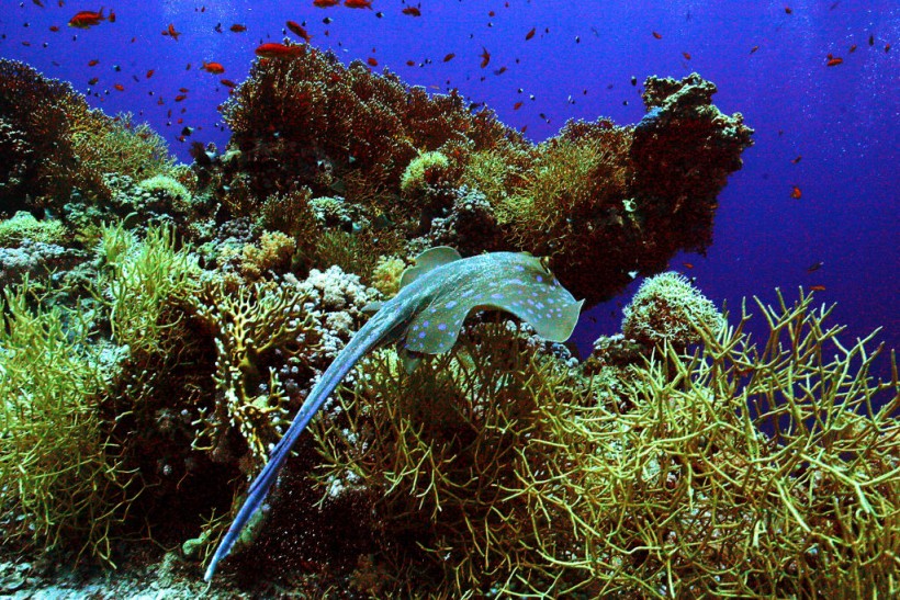 EGYPT-REEF STINGRAY-FEATURE