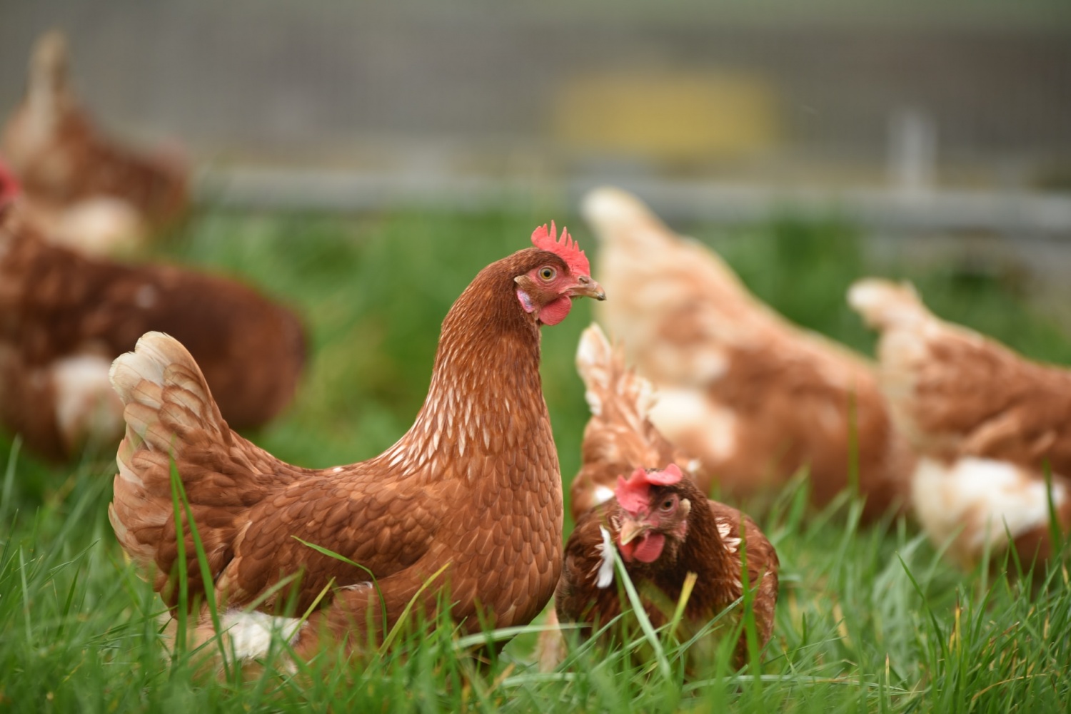 Human Gene Blocks Avian Flu Virus in Remarkable New Discovery