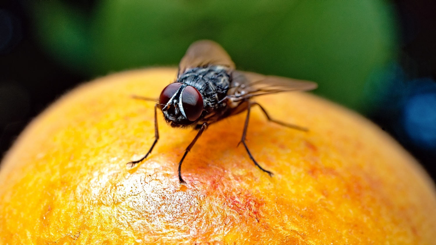New AI Tool MAFDA Tracks, Identities Fruit Fly Behavior