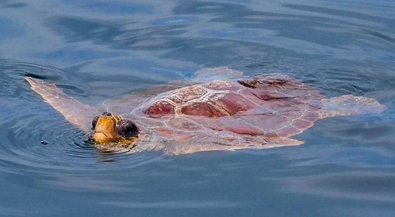 Bay Becomes Unintentional Refuge for Cold-Stunned Sea Turtles, Urgent Rescue Efforts Gain Momentum